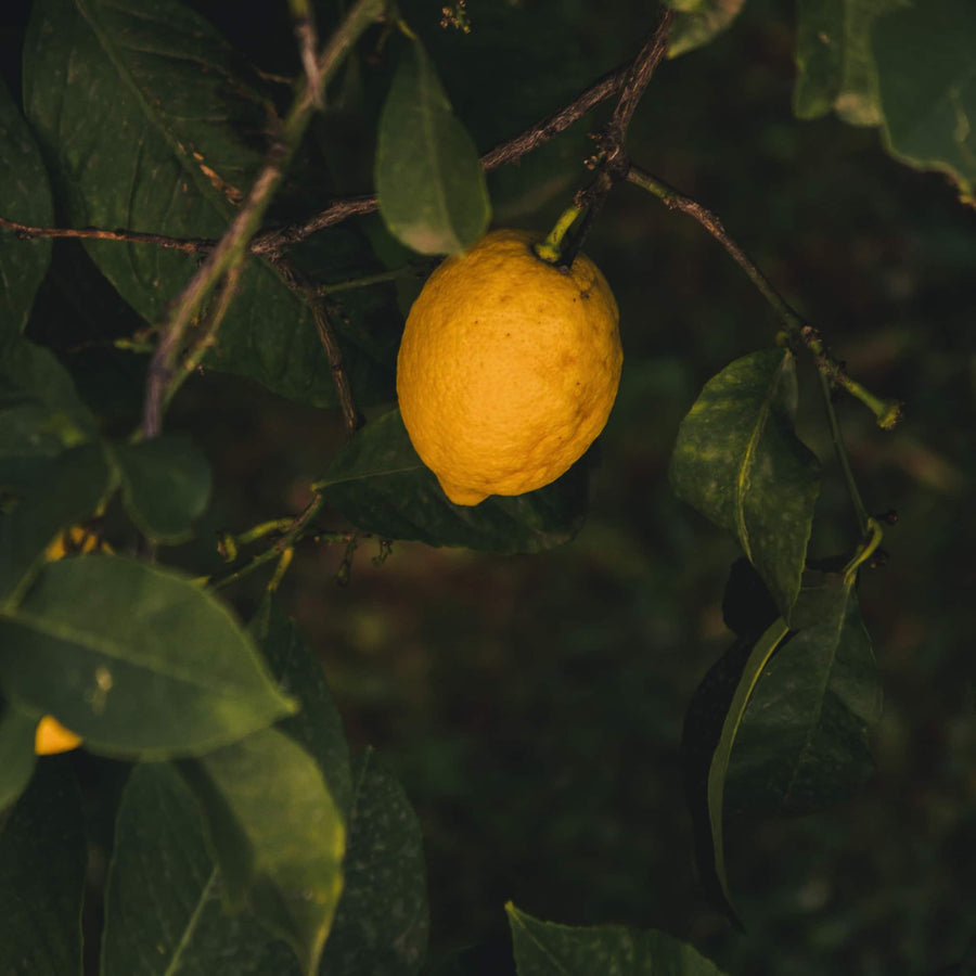 Citrus Scents | True Grace