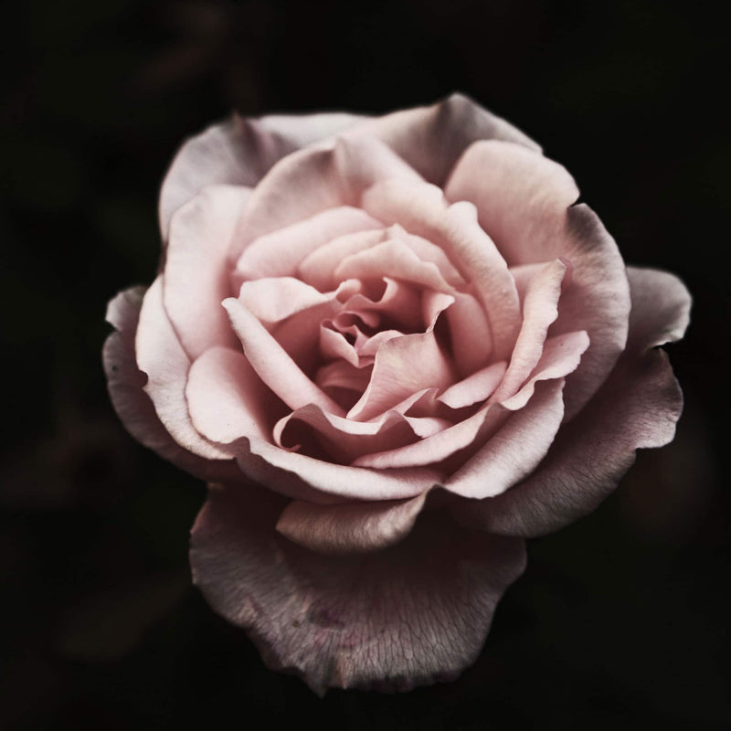 Moroccan Rose